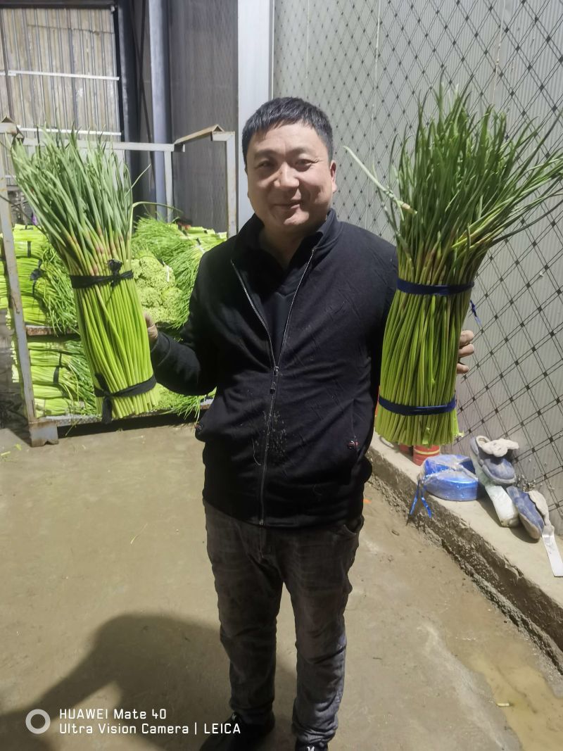 河南蒜薹精品红帽蒜薹产地直发全国供应可视频看货