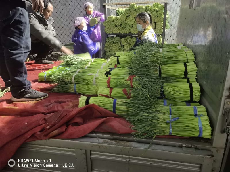 河南蒜薹精品红帽蒜薹产地直发全国供应可视频看货
