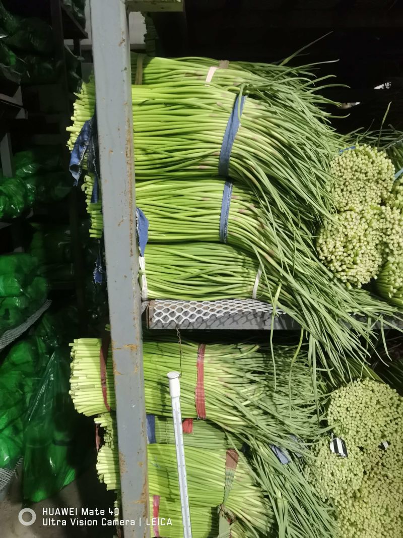 河南蒜薹精品红帽蒜薹产地直发全国供应可视频看货