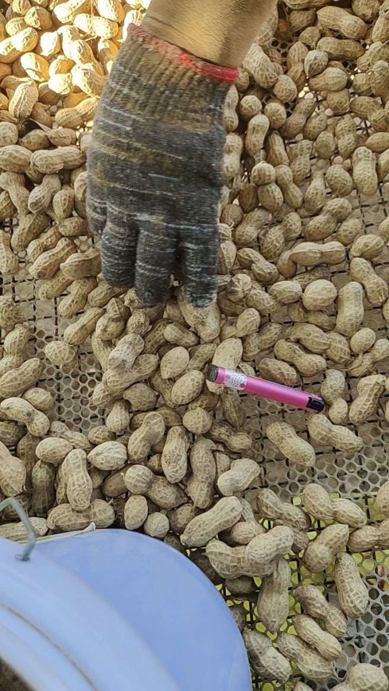 河南鲜花生大量上市对接电商市场商超可视频看货