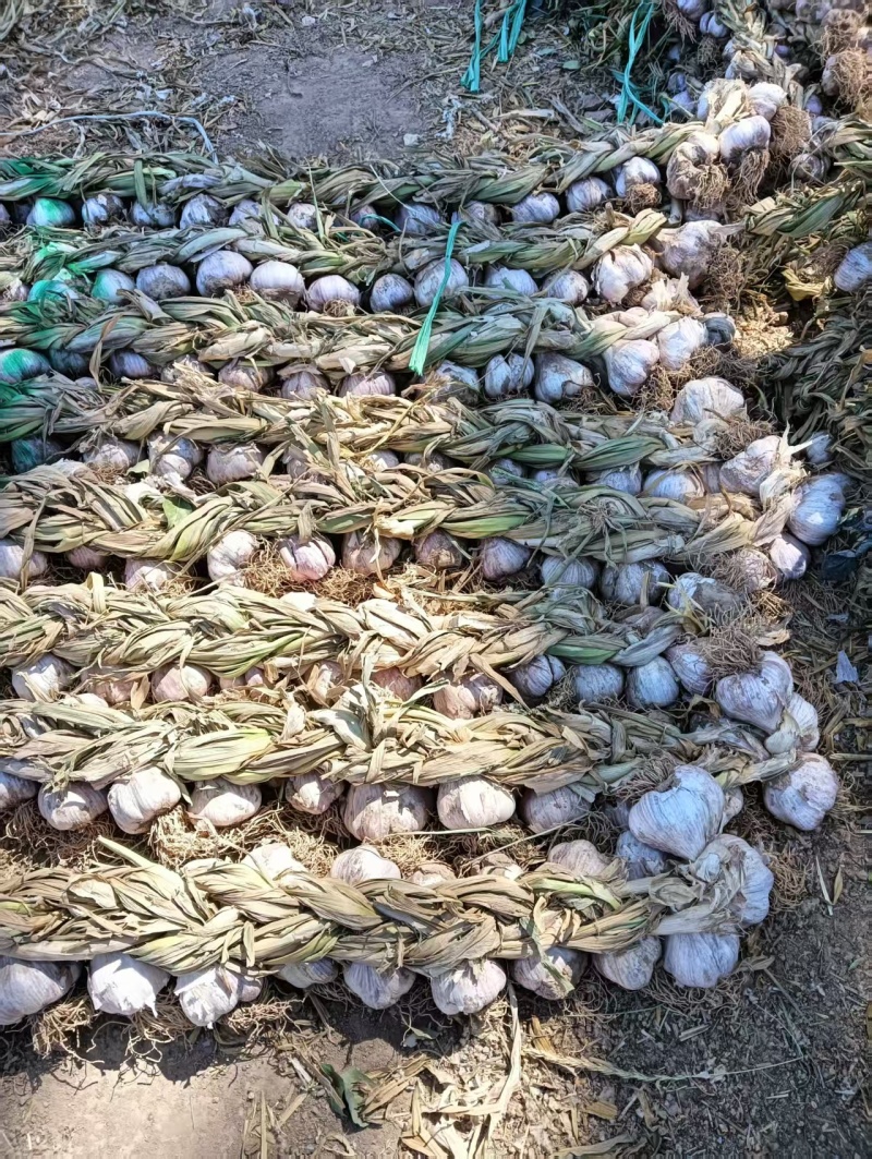 精品大蒜上市产地直发价格便宜支持视频看货欢迎来电