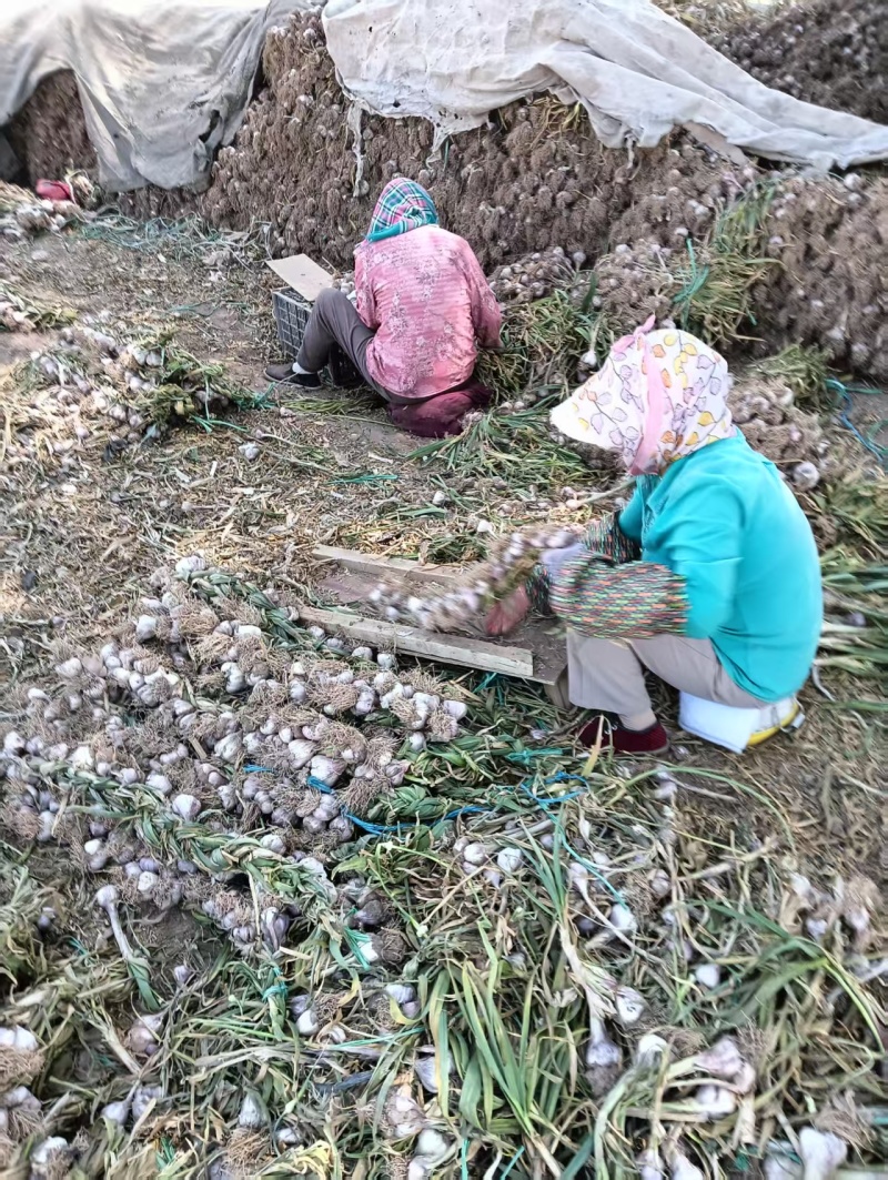 精品大蒜上市产地直发价格便宜支持视频看货欢迎来电