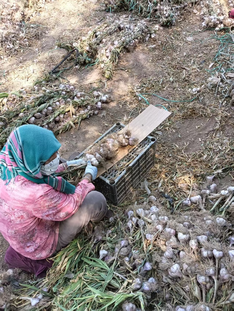 精品大蒜上市产地直发价格便宜支持视频看货欢迎来电