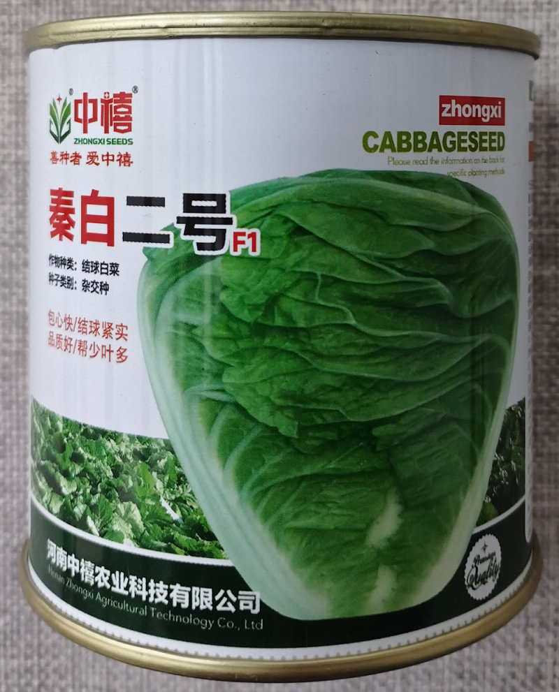 秦白二号大白菜种子中早熟杂交秋季白菜种籽结球紧实净菜率高