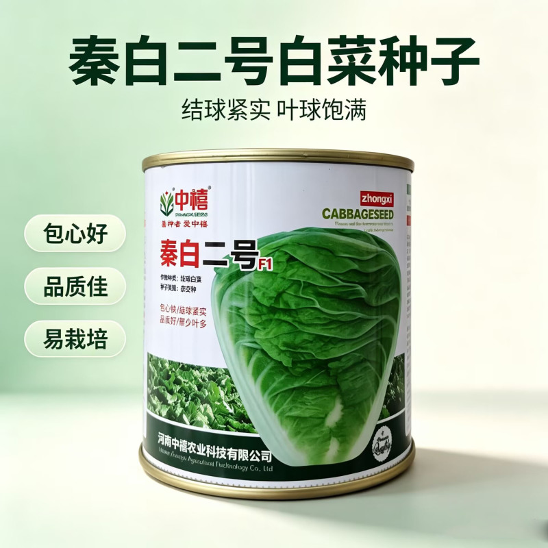 秦白二号大白菜种子中早熟杂交秋季白菜种籽结球紧实净菜率高