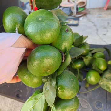 江西赣南青皮橘子基地直发量大优先可视频看货欢迎咨询