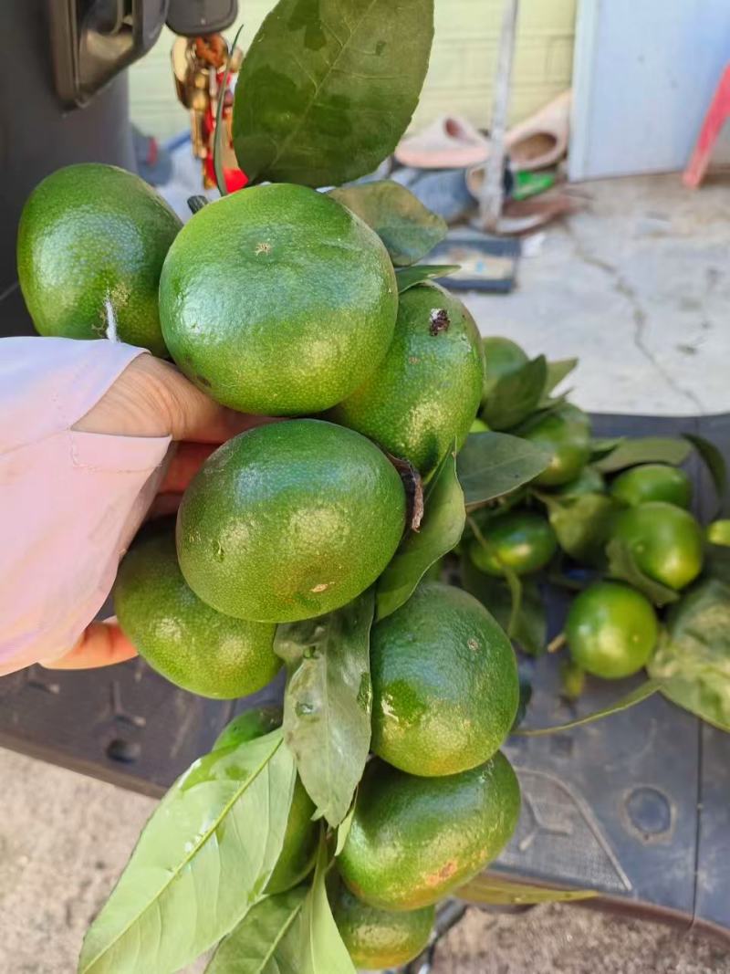 江西赣南青皮橘子基地直发量大优先可视频看货欢迎咨询