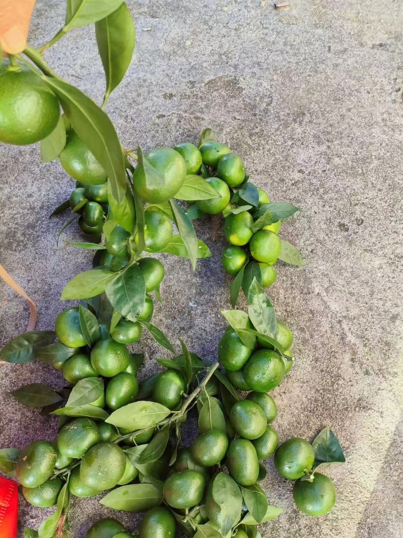 江西赣南青皮橘子基地直发量大优先可视频看货欢迎咨询