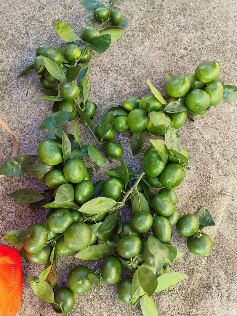 江西赣南青皮橘子基地直发量大优先可视频看货欢迎咨询