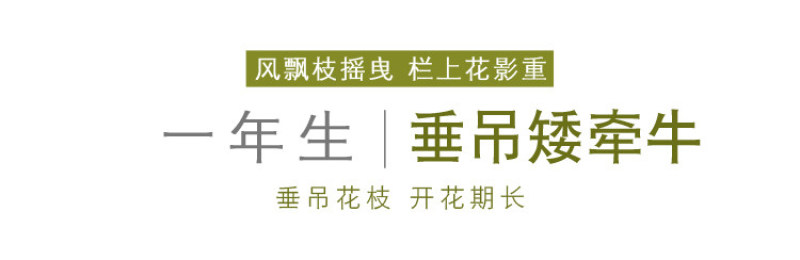 矮牵牛花多年生室外庭院阳台盆栽四季易种植花卉种子