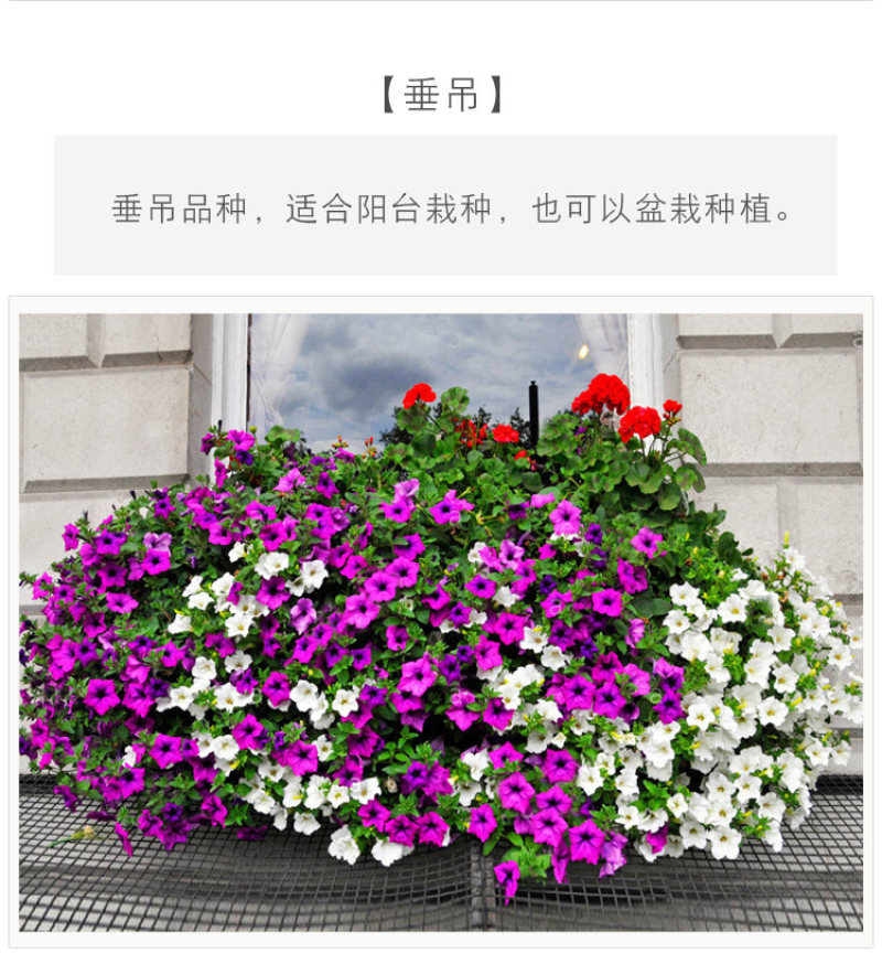 矮牵牛花多年生室外庭院阳台盆栽四季易种植花卉种子