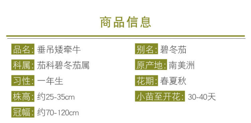 矮牵牛花多年生室外庭院阳台盆栽四季易种植花卉种子