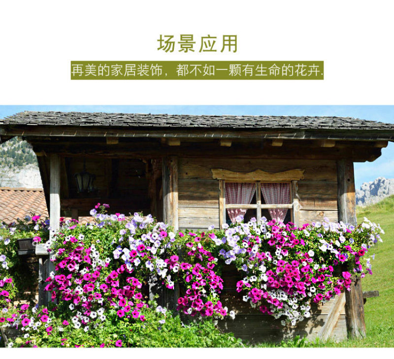 矮牵牛花多年生室外庭院阳台盆栽四季易种植花卉种子