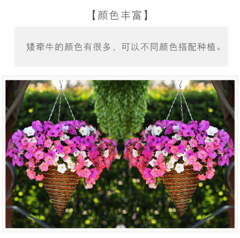 矮牵牛花多年生室外庭院阳台盆栽四季易种植花卉种子