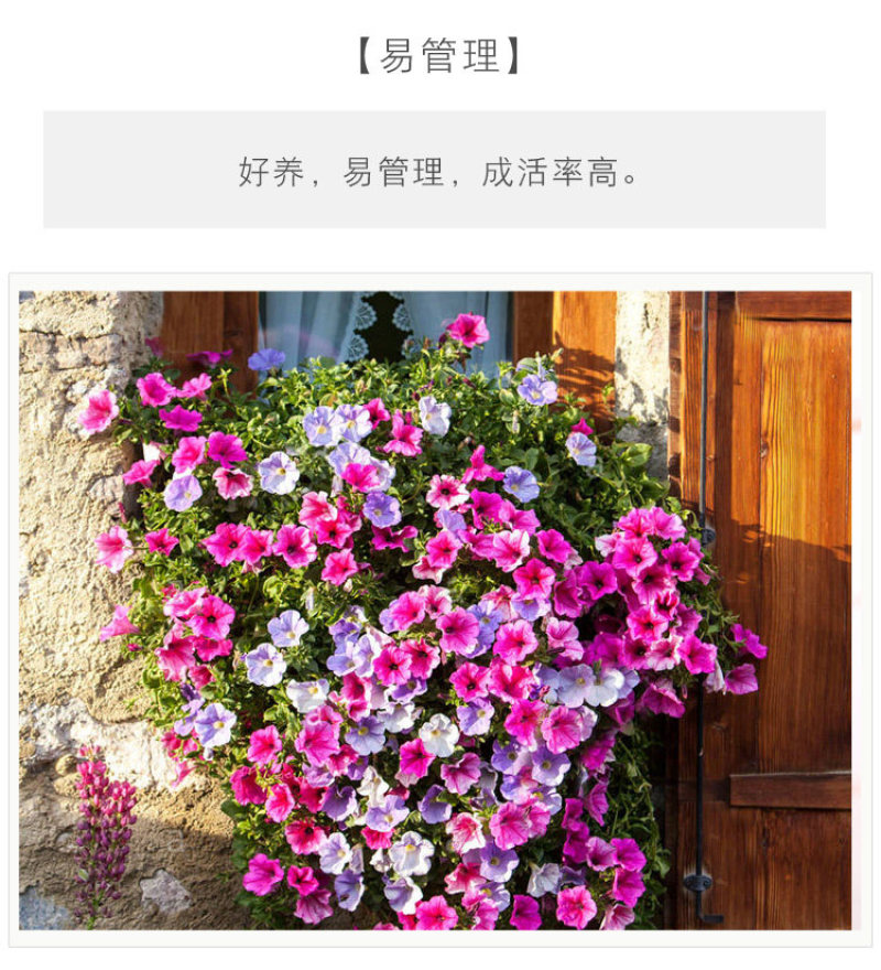 矮牵牛花多年生室外庭院阳台盆栽四季易种植花卉种子