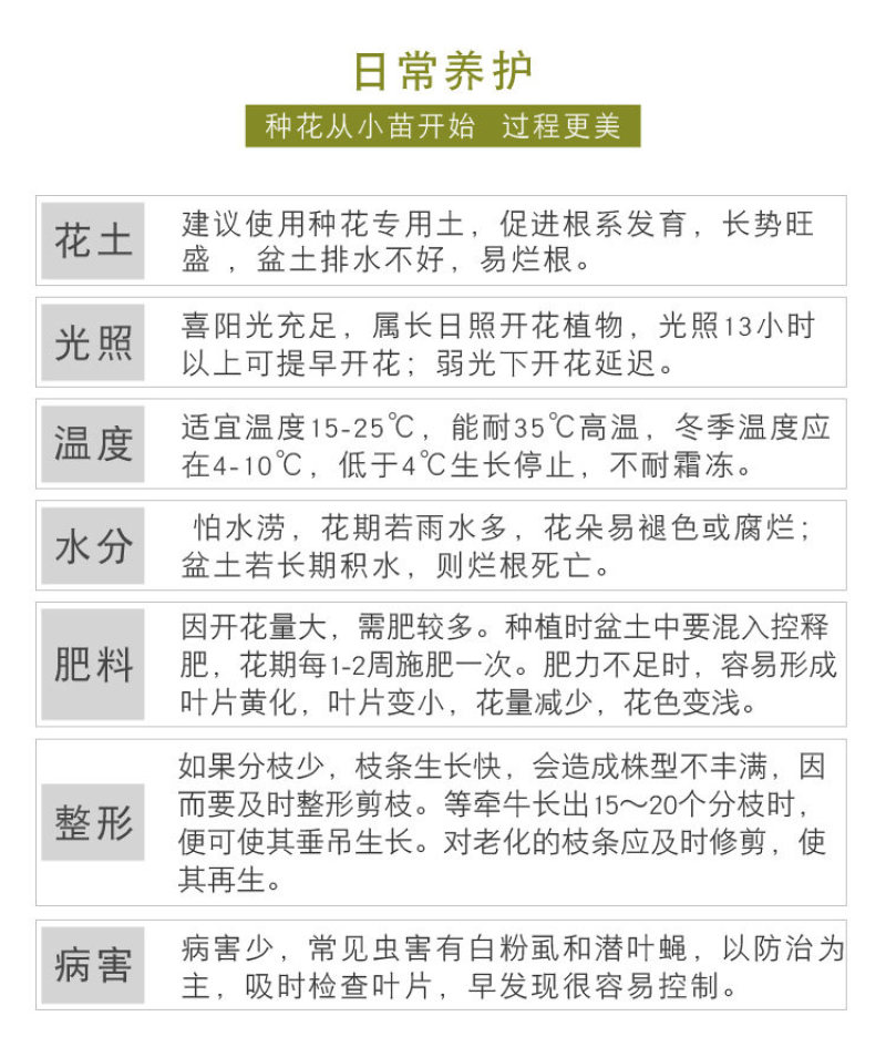 矮牵牛花多年生室外庭院阳台盆栽四季易种植花卉种子