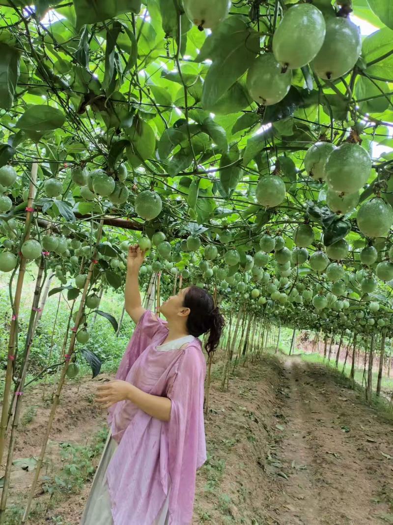 江西百香果量大可便宜谈欢迎来电咨询接受预定可视频看货