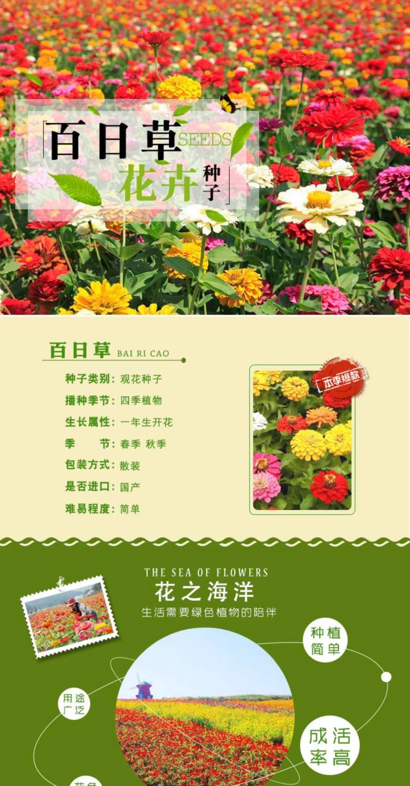 百日草矮花种子重瓣易活花海庭院阳台花卉种子百日菊步步高花