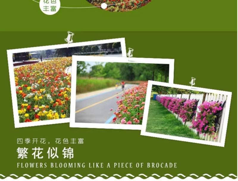 百日草矮花种子重瓣易活花海庭院阳台花卉种子百日菊步步高花