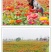 百日草矮花种子重瓣易活花海庭院阳台花卉种子百日菊步步高花