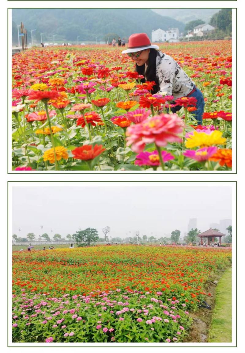 百日草矮花种子重瓣易活花海庭院阳台花卉种子百日菊步步高花