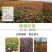 百日草矮花种子重瓣易活花海庭院阳台花卉种子百日菊步步高花