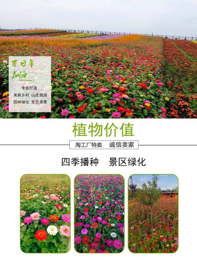 百日草矮花种子重瓣易活花海庭院阳台花卉种子百日菊步步高花
