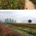 百日草矮花种子重瓣易活花海庭院阳台花卉种子百日菊步步高花
