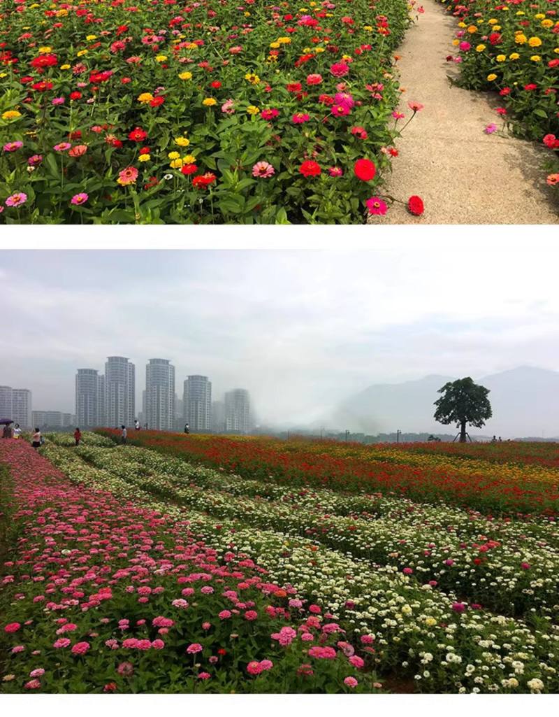 百日草矮花种子重瓣易活花海庭院阳台花卉种子百日菊步步高花