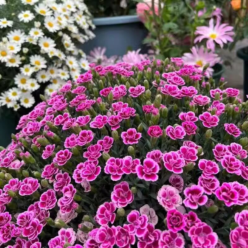 常夏石竹种子四季开花多年生春秋季播景观花卉易活混色耐寒阳