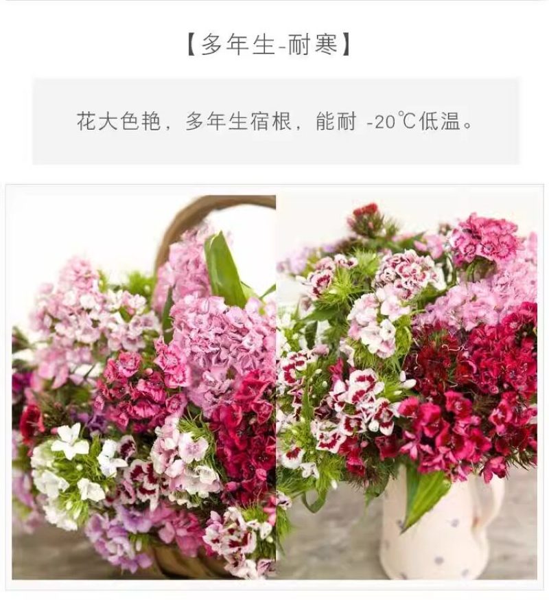 常夏石竹种子四季开花多年生春秋季播景观花卉易活混色耐寒阳
