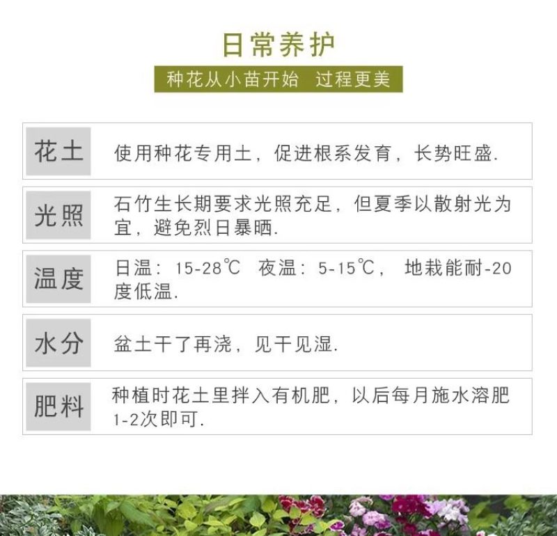 常夏石竹种子四季开花多年生春秋季播景观花卉易活混色耐寒阳
