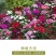 常夏石竹种子四季开花多年生春秋季播景观花卉易活混色耐寒阳