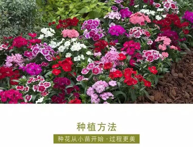 常夏石竹种子四季开花多年生春秋季播景观花卉易活混色耐寒阳