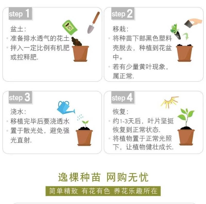常夏石竹种子四季开花多年生春秋季播景观花卉易活混色耐寒阳