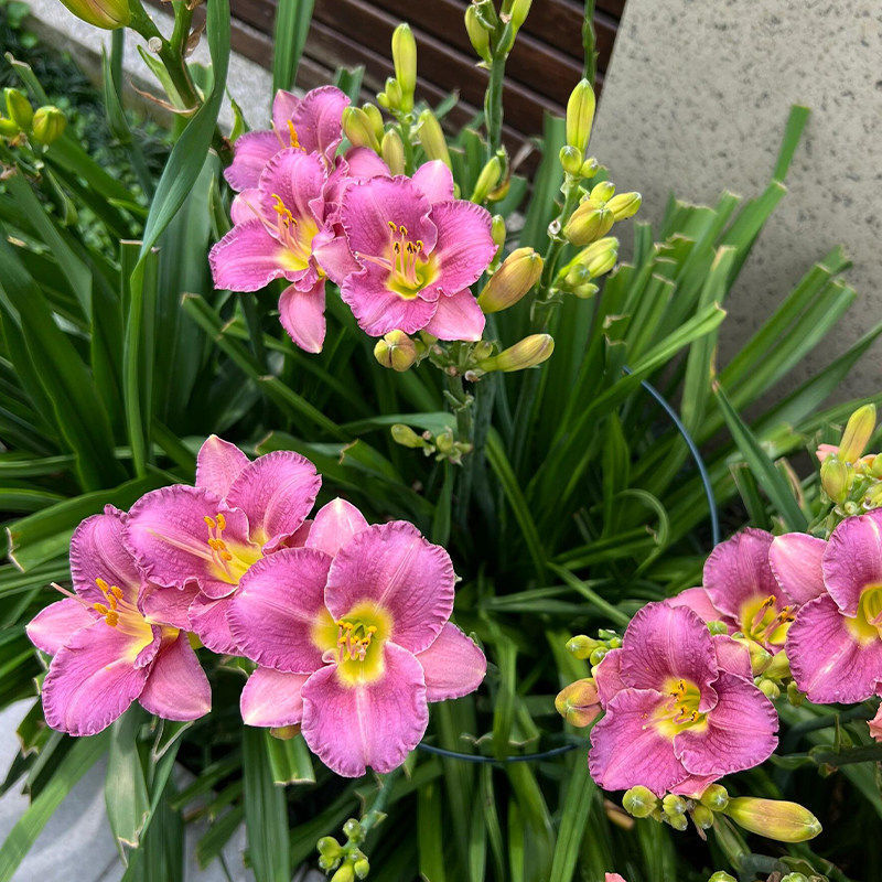 大花萱草种子四季开花多年生花种籽盆栽花卉阳台庭院景观绿化