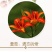 大花萱草种子四季开花多年生花种籽盆栽花卉阳台庭院景观绿化