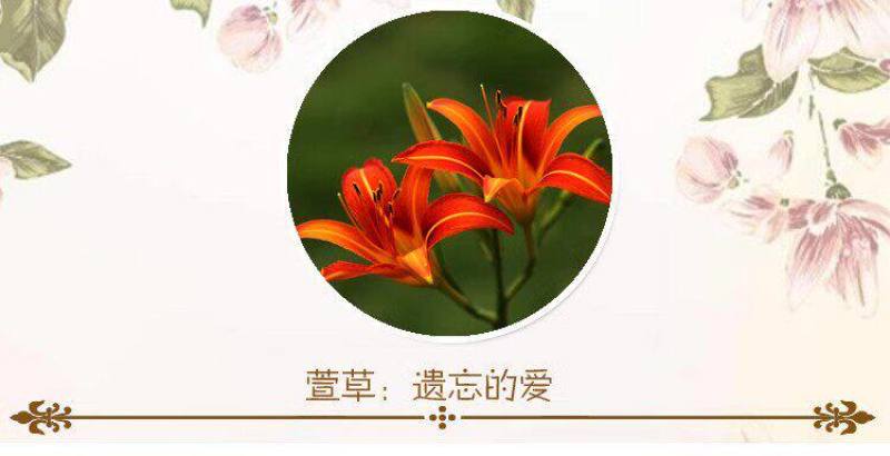 大花萱草种子四季开花多年生花种籽盆栽花卉阳台庭院景观绿化