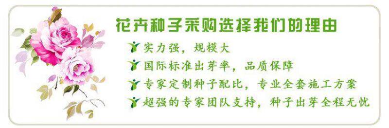 大花萱草种子四季开花多年生花种籽盆栽花卉阳台庭院景观绿化