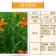 大花萱草种子四季开花多年生花种籽盆栽花卉阳台庭院景观绿化