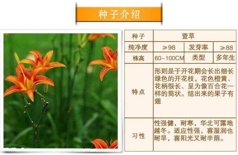 大花萱草种子四季开花多年生花种籽盆栽花卉阳台庭院景观绿化