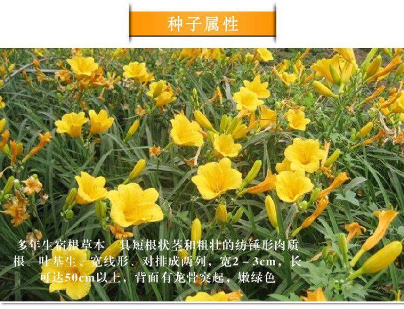 大花萱草种子四季开花多年生花种籽盆栽花卉阳台庭院景观绿化