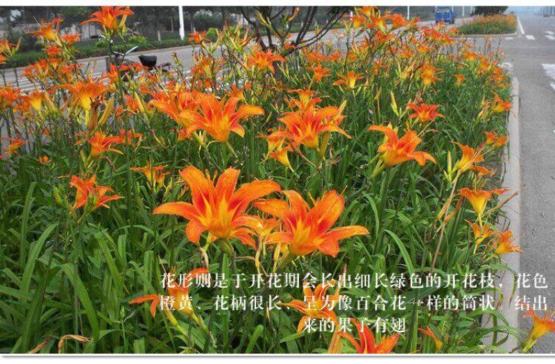 大花萱草种子四季开花多年生花种籽盆栽花卉阳台庭院景观绿化
