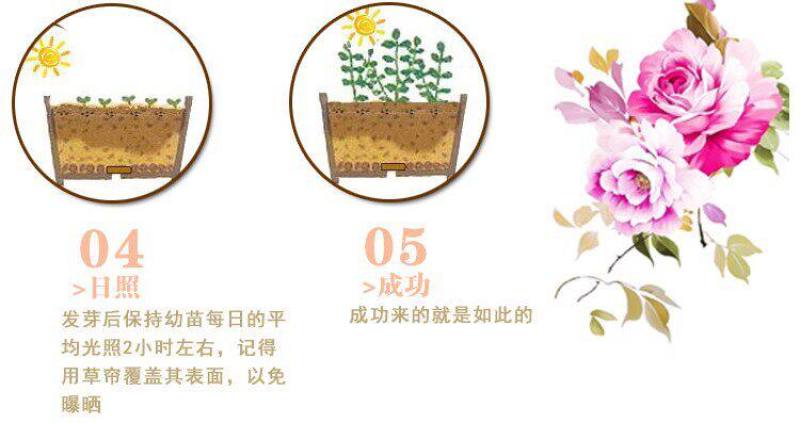 大花萱草种子四季开花多年生花种籽盆栽花卉阳台庭院景观绿化