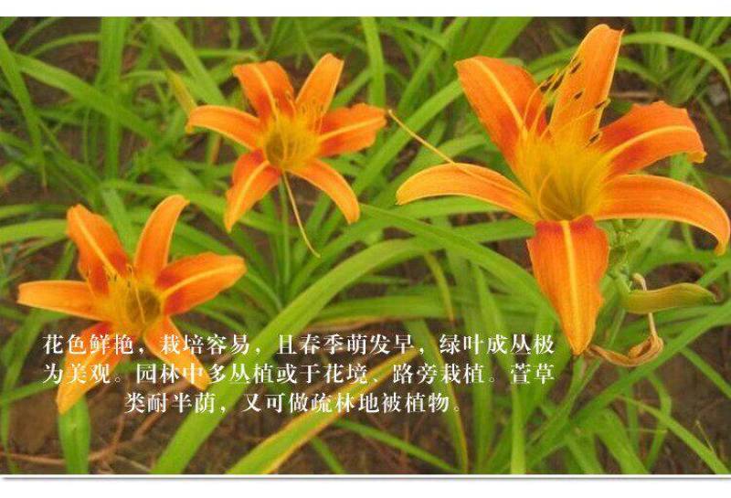 大花萱草种子四季开花多年生花种籽盆栽花卉阳台庭院景观绿化