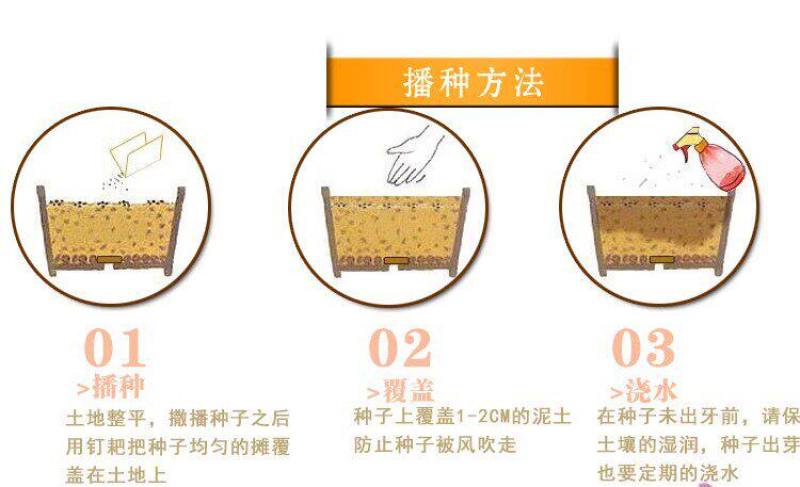 大花萱草种子四季开花多年生花种籽盆栽花卉阳台庭院景观绿化