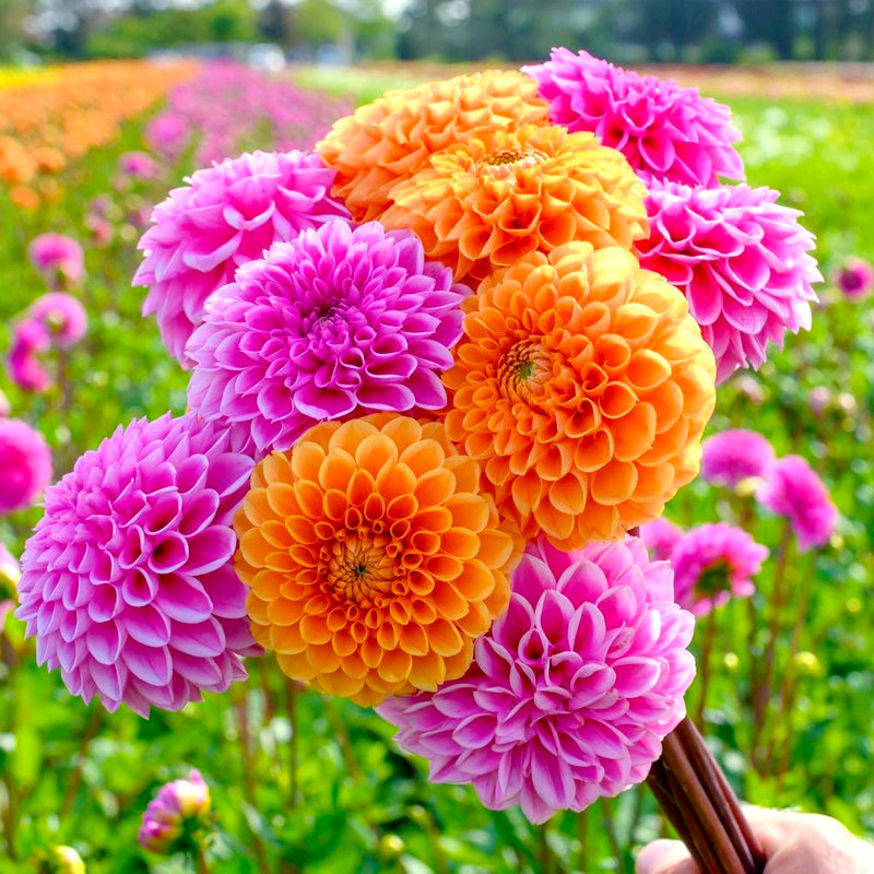 大丽花种籽多年生庭院阳台小花种子孑四季太阳花易活盆栽花卉