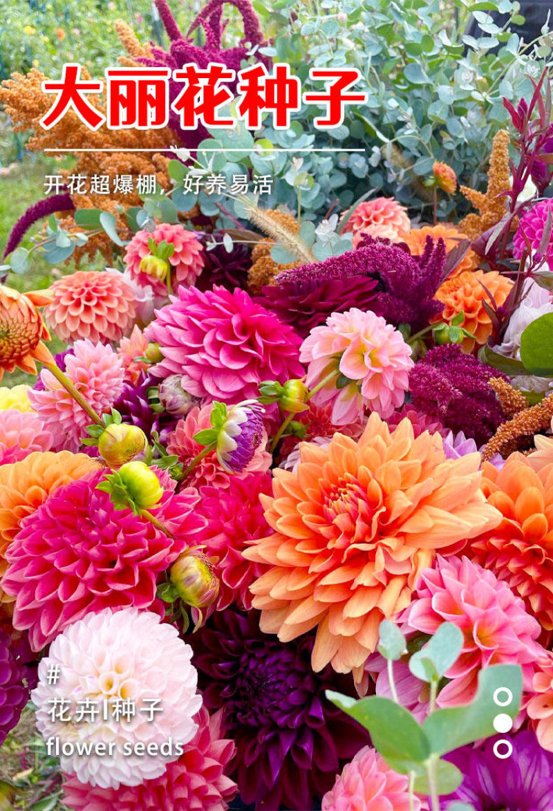 大丽花种籽多年生庭院阳台小花种子孑四季太阳花易活盆栽花卉