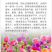 大丽花种籽多年生庭院阳台小花种子孑四季太阳花易活盆栽花卉