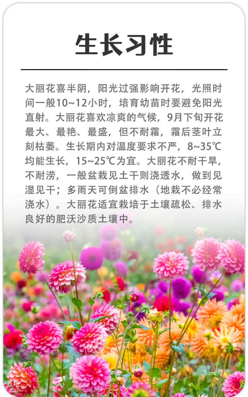 大丽花种籽多年生庭院阳台小花种子孑四季太阳花易活盆栽花卉